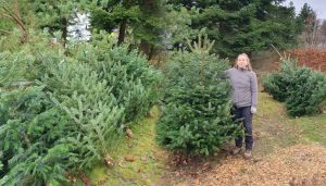 Weihnachtsbäume, Nordmanntanne, Luca Bech, Baumschule Bech